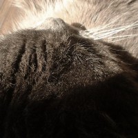 110411-MosesNose