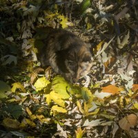 tortoiseshell cat in autumn leaves