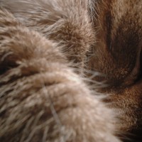 closeup of tabby cat