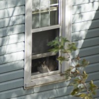 cat in window
