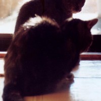two cats at door
