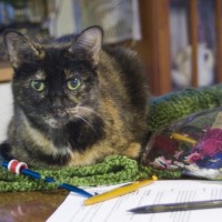 tortoiseshell cat on green crochet