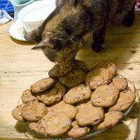 tortoiseshell cat tasting chocolate chip cookies