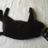 black cat on bed