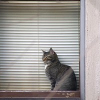112411-TabbyNap