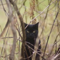 black cat in weeds