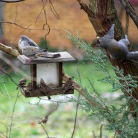 birds and squirrel at feeder