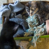 tortoiseshell cat in box