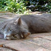 gray cat on bricks