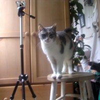 dilute tortoiseshell cat on stool