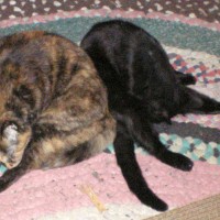 two cats bathing on rug