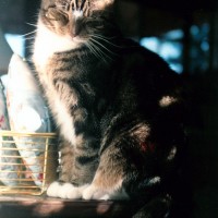 tabby cat sleeping