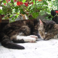 StanleyWithGeraniums.jpg