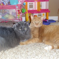 two nice cats