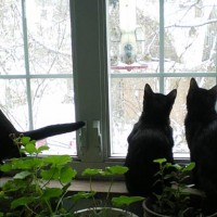 three cats watching birds at feeder