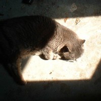 gray cat in a square of sunshine