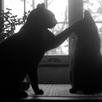 two cats silhouetted