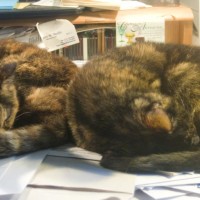 two tortoiseshell cats on desk