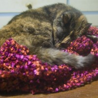 tortoiseshell cat sleeping on shawl