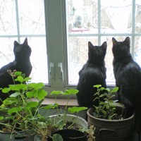 black cats at window