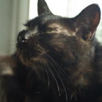 black cat on windowsill