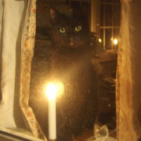 cat in window with candle