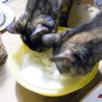 Two Naughty Torties Eating Cheesecake Filling