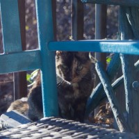 tortoiseshell cat with turquoise rocker