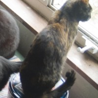 tortoiseshell cat on cookie tin