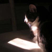 cat in spot of sun