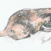 sketch of cat drinking water