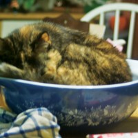 tortoiseshell cat in mixing bowl