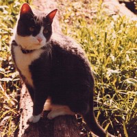 gray and white cat on log