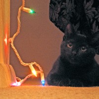 black cat with holiday lights