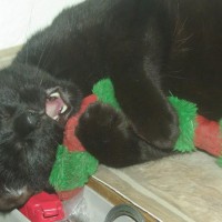 GiuseppeCatnip