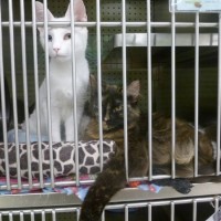 Two kittens waiting for a home.