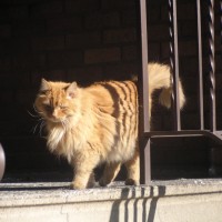 An handsome orange kitty