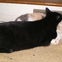 black cat using calico cat as pillow