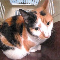 calico cat in carrier