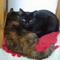 010312-MewsetteCookie