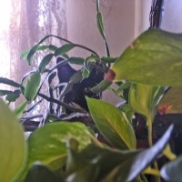 black kitten hidden in greenery