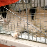 black and white cat in cage