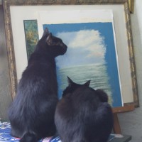 two black cats looking at painting