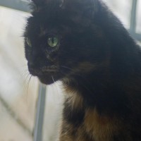 tortoiseshell cat at window