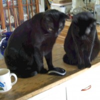 two black cats looking down