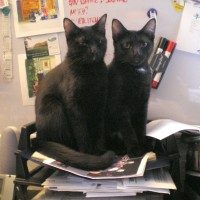 two black kittens in inbox