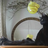 two black cats looking out window