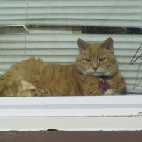orange cat in window