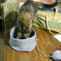 tortoiseshell cat stepping into crocheted hat