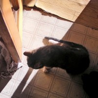 tabby and white cat in sun